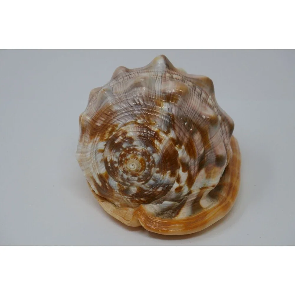 Carved Cameo Helmet Conch Shell Seashell Masquerade Masked Man